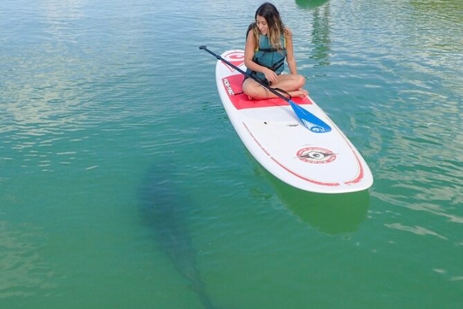Guided Dolphin Eco Tour by Kayak & SUP - Fort Myers Beach, FL - Big Hickory Mangroves: The Real Point of the Trip