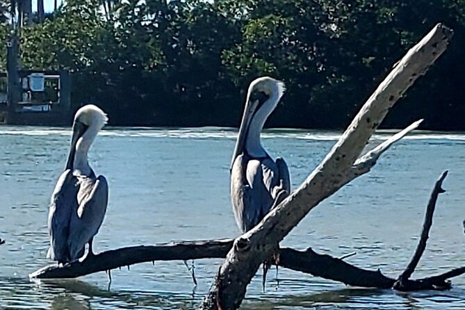Guided Dolphin Eco Tour by Kayak & SUP - Fort Myers Beach, FL - Gear and Comfort: Dry Bags and a Realistic Fitness Level
