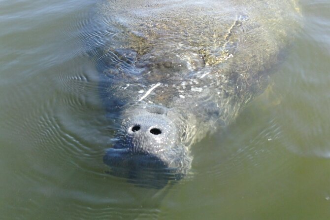Guided Dolphin Eco Tour by Kayak & SUP - Fort Myers Beach, FL - Price and Value: What $50 Gets You in Real Terms