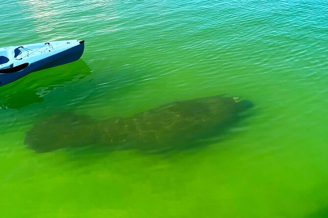 Guided Hobie Kayak EcoTour: Premium Eco Experience Bonita Springs - Wildlife spotting with a local guide: dolphins, manatees, and birds