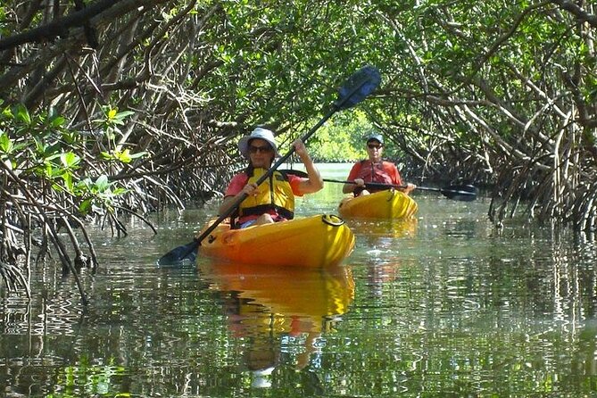 Guided Kayak Dolphin Eco Tour in Pelican Bay - Who This Tour Works Best For (and Who Might Prefer a Shorter Paddle)