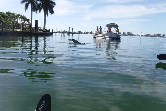 Guided Kayak Dolphin Eco Tour in Pelican Bay - What to Bring: Swimsuit, Sun Protection, and a Dry Bag Choice