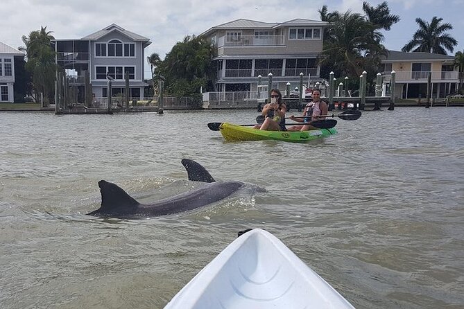 Guided Kayak Dolphin Eco Tour in Pelican Bay - The 2.5 to 3 Hour Flow: Protected Water First, Then More Options