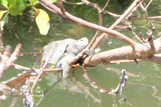 Guided Kayak Eco Tour - Bunche Beach - Equipment, Photos, and What to Do With Your Phone