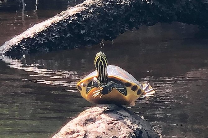 Guided Kayak Eco Tour: Real Florida Adventure - The 2-hour Lofton Creek paddle: pacing, scenery, and wildlife spotting