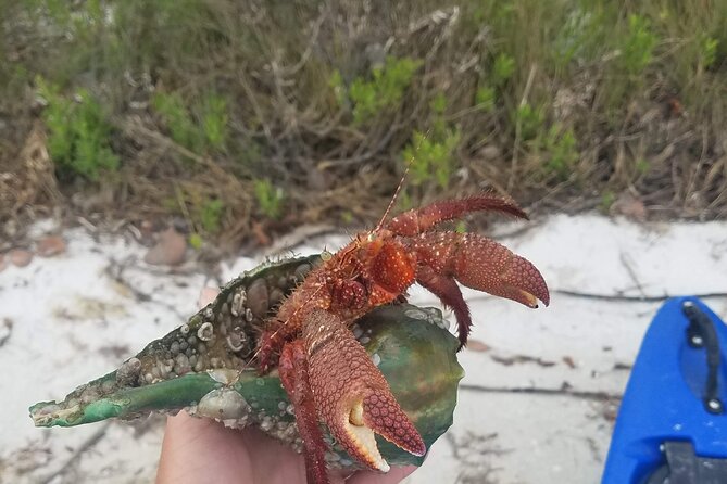 Guided Kayak EcoTour of Beautiful Shell Key Preserve - Price and Value: Is $48 Worth 3 Hours on the Water?