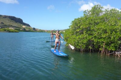 Guided paddleboarding (SUP) mangrove ECO tour for beginners - Mangroves, Wildlife, and the Spanish Water Feel