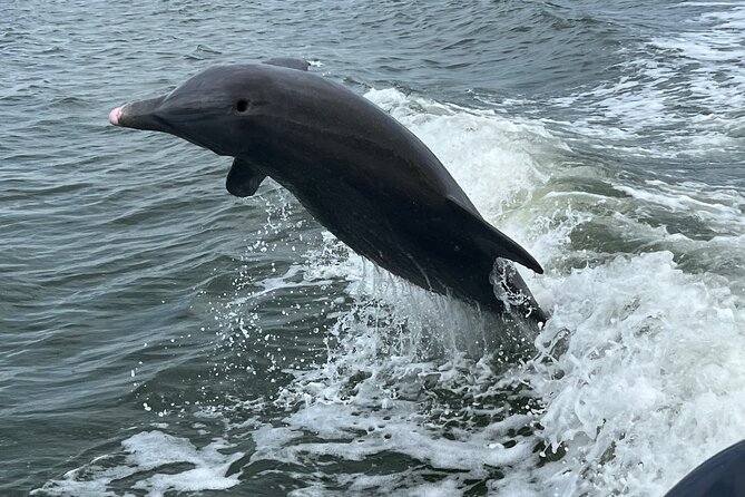 Half Day Private Shelling Dolphin EcoTour in 10 000 Island Marco - Key Things I’d Pay Attention To