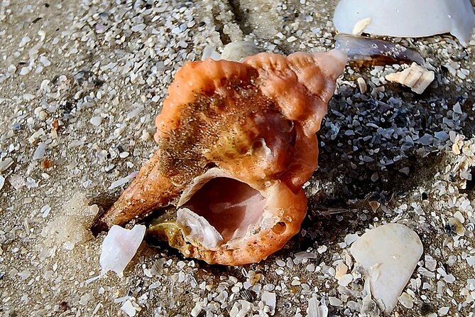 Half Day Private Shelling Dolphin EcoTour in 10 000 Island Marco - Logistics That Can Make or Break Your Start at Goodland