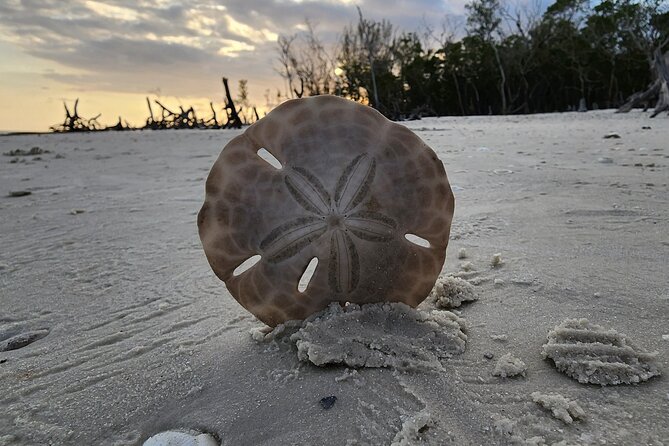 Half Day Private Shelling Dolphin EcoTour in 10 000 Island Marco - Who This EcoTour Fits Best (and Who Should Rethink It)