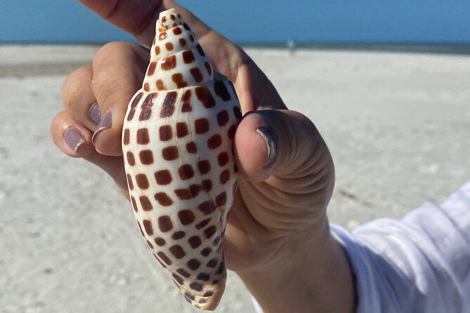 Half Day Shelling Dolphin Eco Tour in 10 000 Island and Marco - Key Highlights You’ll Care About