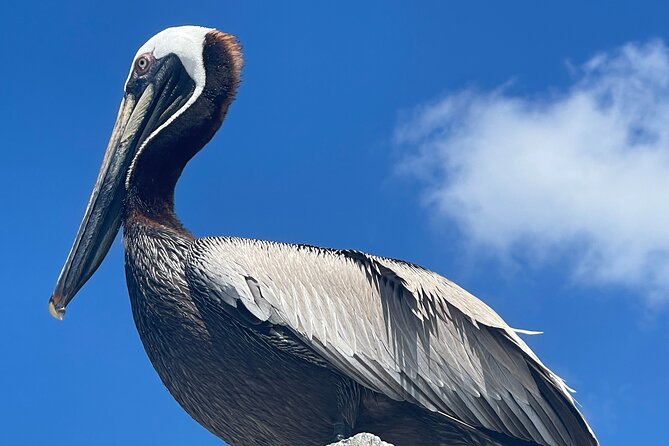 Half Day Shelling Dolphin Eco Tour in 10 000 Island and Marco - How Good Is This Value at $137?