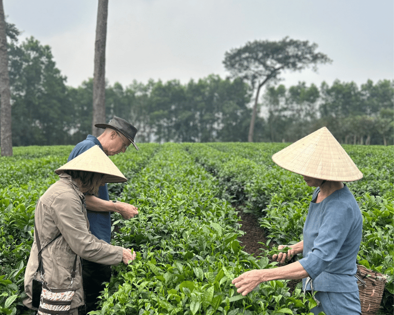 Hanoi Eco Tour: Ba Vi National Park Wonders & Tea Plantation - A 9-hour Hanoi-to-Ba Vi countryside reset