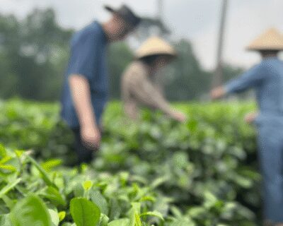 Hanoi Eco Tour: Ba Vi National Park Wonders & Tea Plantation - Hiking to the French church ruins in the pine forest