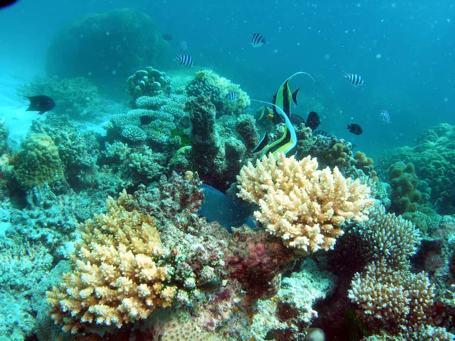 Hervey Bay: Turtle Discovery Eco Tour - Key moments worth planning for