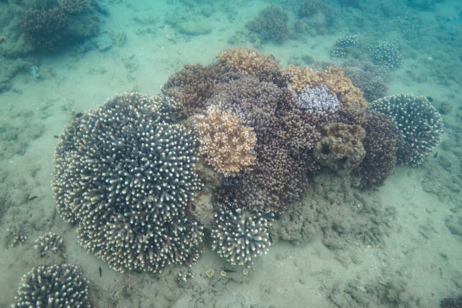 Hervey Bay: Turtle Discovery Eco Tour - What to bring (so the day stays easy)