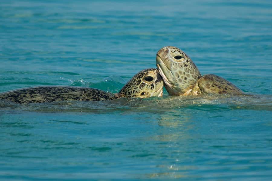 Hervey Bay: Turtle Discovery Eco Tour - Who should book this turtle discovery tour?