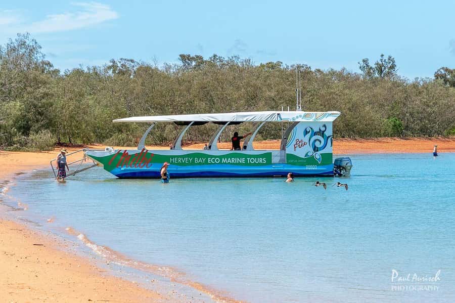 Hervey Bay: Turtle Discovery Eco Tour - The glass-bottom boat: your low-effort way to see coral