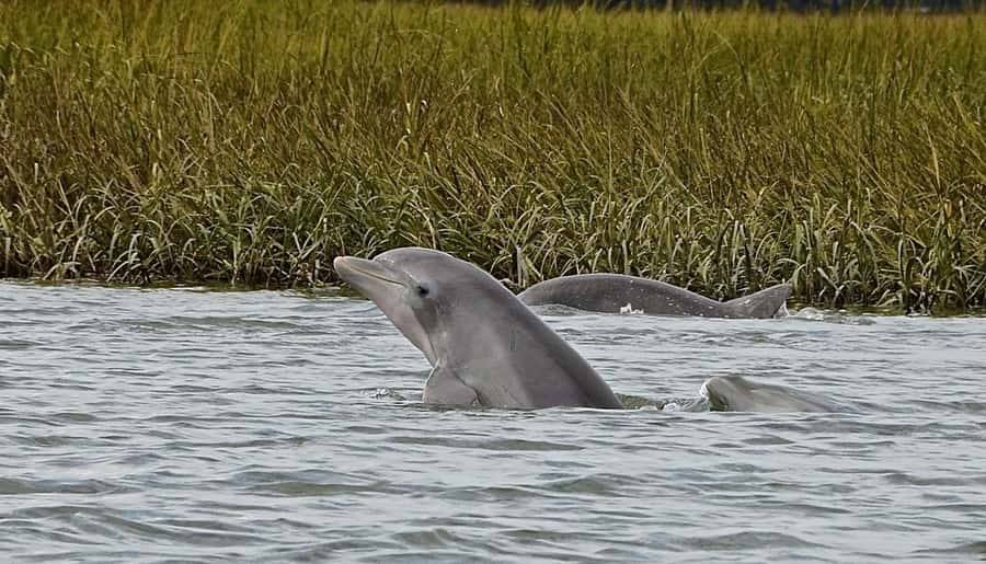 Hilton Head: Dolphin Eco Tour with Naturalist Guide - Broad Creek and the Tidal Marsh: How the Tour’s Route Works