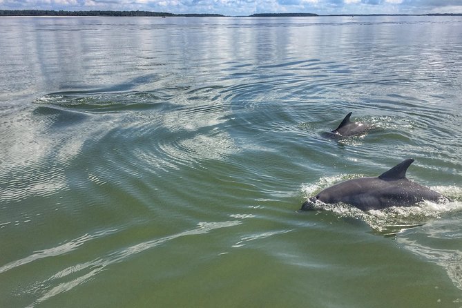 Hilton Head Guided Kayak Eco Tour - Who this tour is best for (and who should reconsider)