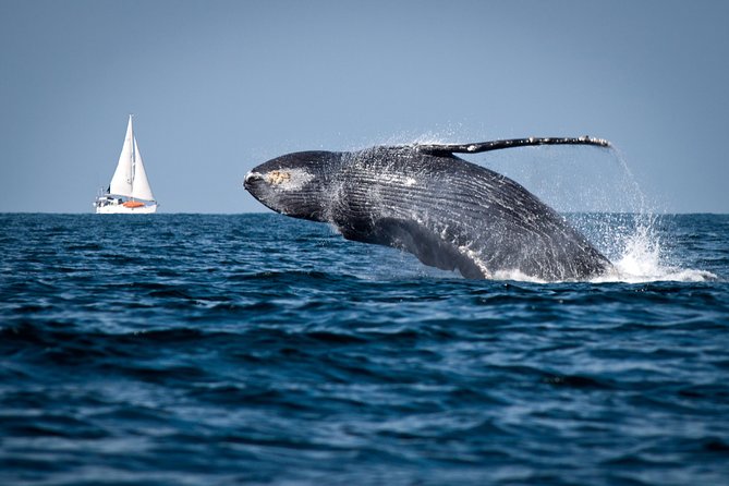 Humpback whales Watching + Samana Eco-Tour - Quick Hits: Why This Tour Feels Like Good Value