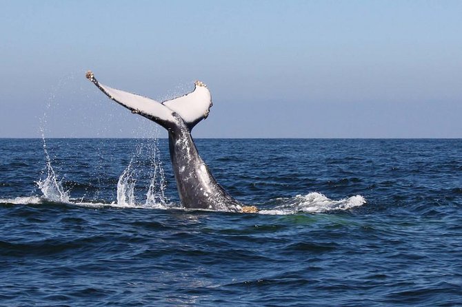 Humpback whales Watching + Samana Eco-Tour - What You’re Really Buying: Whale Time Plus Samana Highlights
