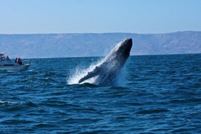 Humpback whales Watching + Samana Eco-Tour - Sabana de la Mar Pier to Playa Las Ballenas: The Whale Watching Core