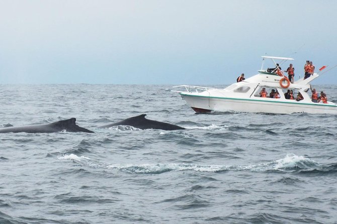 Humpback whales Watching + Samana Eco-Tour - Samana City Time: A Short Look With Culture Points