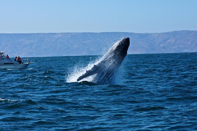 Humpback whales Watching + Samana Eco-Tour - Sabana de la Mar Pier to Playa Las Ballenas: The Whale Watching Core