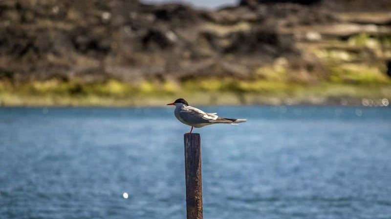 Inside Vila Franca Islet: Guided Nature Reserve Eco Tour - From Vila Franca do Campo to the crater: how the tour flows