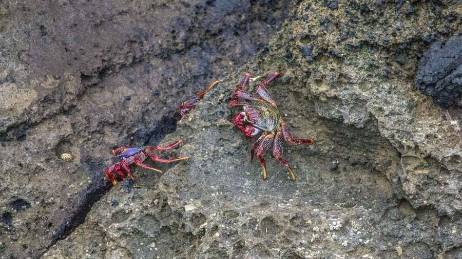 Inside Vila Franca Islet: Guided Nature Reserve Eco Tour - Practical tips so your day goes smoothly