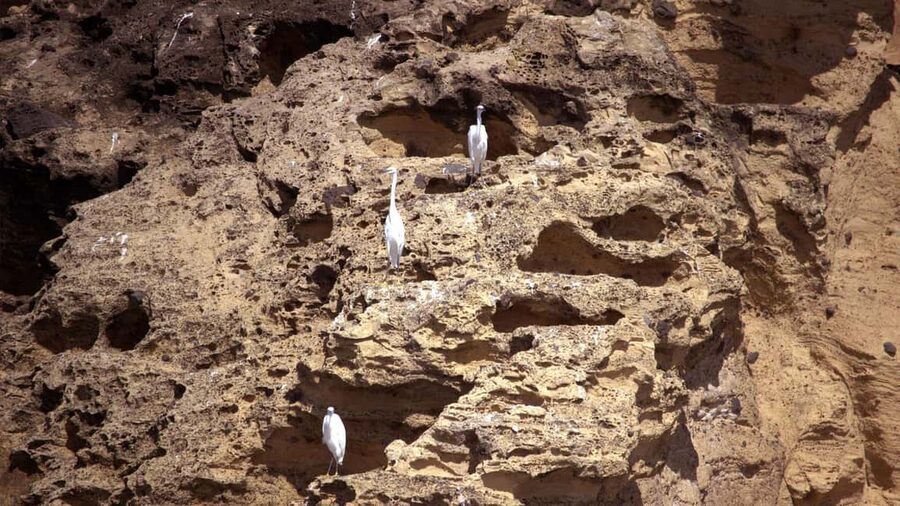 Inside Vila Franca Islet: Guided Nature Reserve Eco Tour - Birds and wildlife spotting (yes, crabs too)