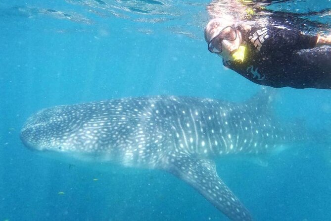 Intimate Eco-Friendly Whale Shark Encounter - Premium Service - Why La Paz whale sharks feel different when it’s small and slow