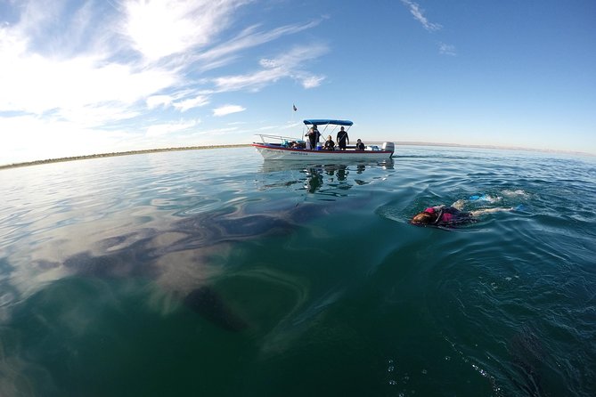 Intimate Eco-Friendly Whale Shark Encounter - Premium Service - The in-water part: 2 to 3 swims, guided positioning, and a workout you’ll brag about