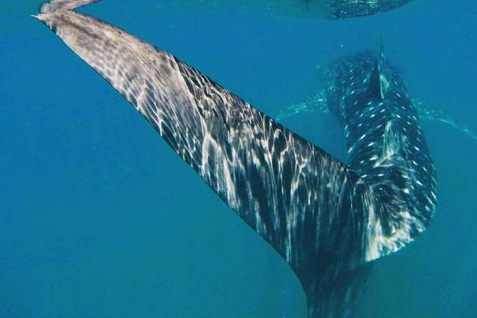 Intimate Eco-Friendly Whale Shark Encounter - Premium Service - Premium gear and why the wetsuit makes the whole day better