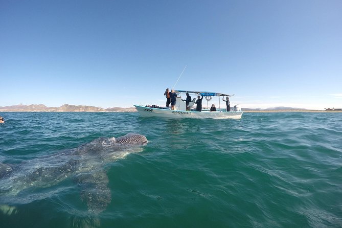 Intimate Eco-Friendly Whale Shark Encounter - Premium Service - Eco-friendly touches you’ll actually notice (not just read about)