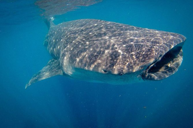 Intimate Eco-Friendly Whale Shark Encounter - Premium Service - Snacks, drinks, and the premium feel between swims