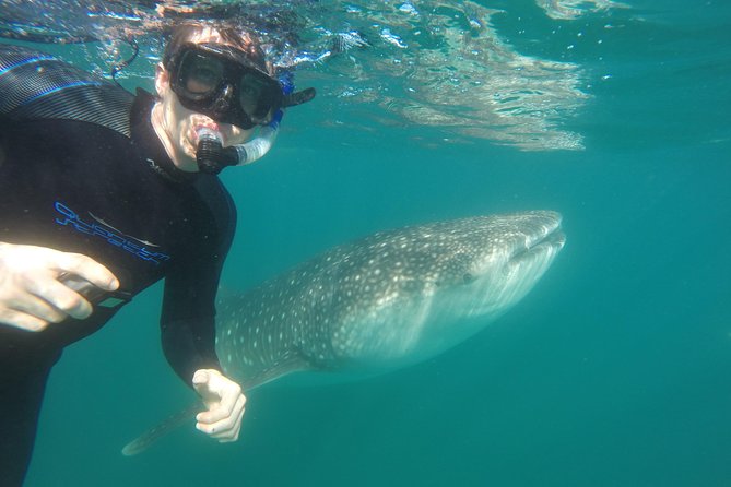 Intimate Eco-Friendly Whale Shark Encounter - Premium Service - Dolphins and other moments you might catch