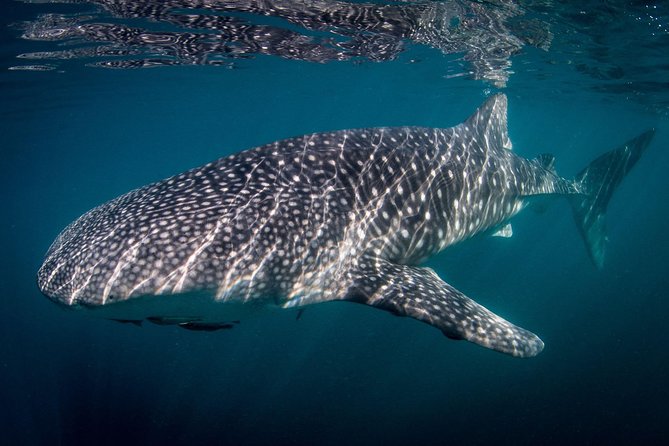 Intimate Eco-Friendly Whale Shark Encounter - Premium Service - The boat cruise: safety first, then whale shark zone spotting