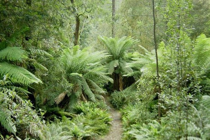 JEEP JUNGLE SAFARI Around Koh Samui(Eco Friendly)including Lunch - Stop 2: Wat Khunaram and the Mummified Monk Story