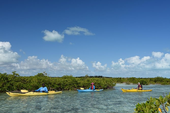 Kayak Eco Tour - Timing and Meeting Point: high tide, real-world schedules