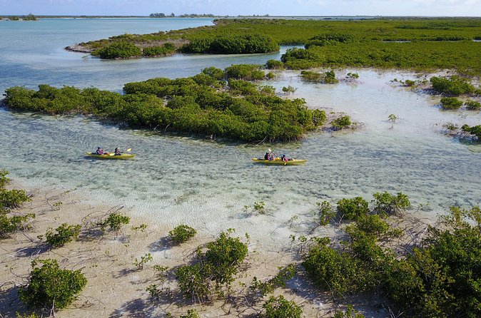 Kayak Eco Tour - Wildlife spotting that people actually go home talking about