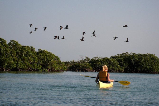 Kayak Eco Tour - Who should book this kayak eco tour (and who might skip it)