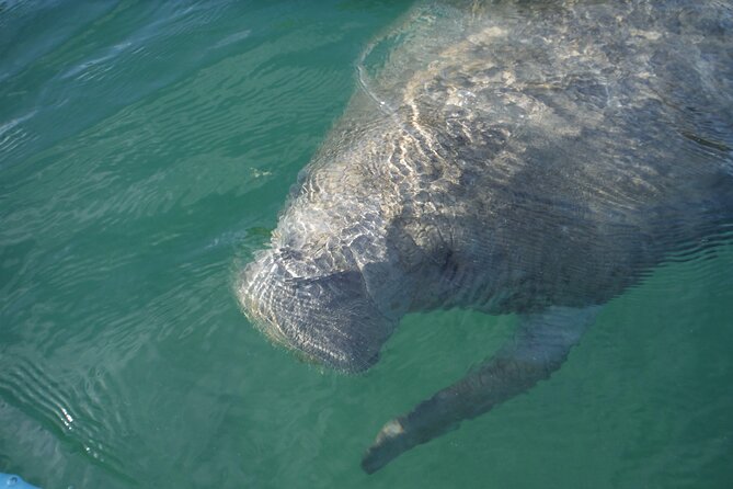 Kayak Eco Tour in Don Pedro Island - Wildlife spotting in mangroves, beaches, and coves