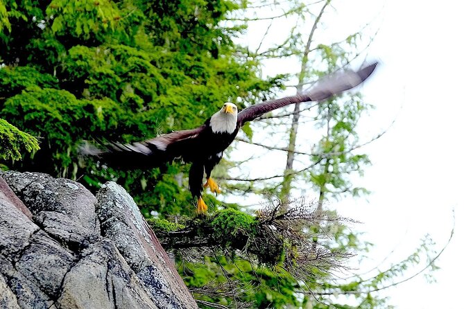Ketchikan Electric Bike and Rain Forest Hike Ecotour - Wildlife Watching Without the Fantasy: What You Can Actually Plan For