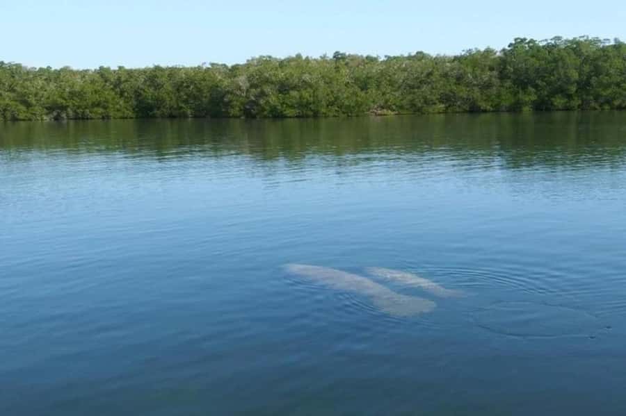 Key Largo: Boat Eco Tour - Key Largo Eco Boat Tour Highlights You’ll Care About