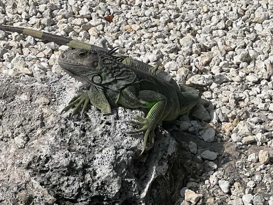 Key Largo: Boat Eco Tour - What Happens During the Boat Cruise (and Why the Timing Feels Right)