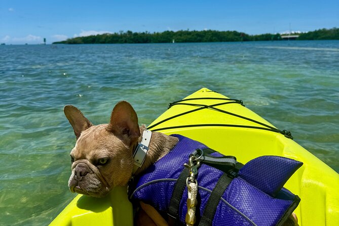 Key West Kayak Eco Tour | An Eco-Friendly Adventure Awaits! - Key West Kayak Eco Tour: The Must-Know Highlights