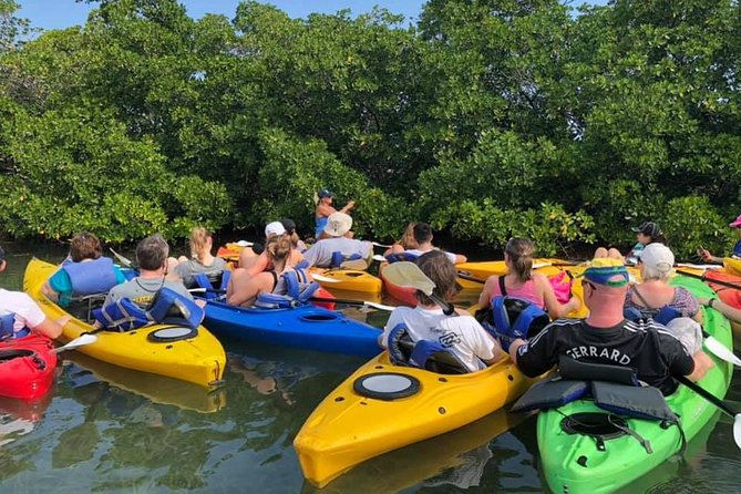 Key West Mangrove Kayak Eco Tour - Wildlife spotting without the hype: what you can reasonably expect