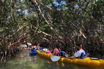Key West Mangrove Kayak Eco Tour - Your 2-hour flow: what happens once you’re on the water